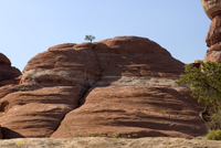 Canyon Lands Optimist